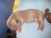 Molly pup 092611-11